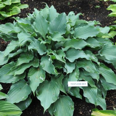 Hosta 'Restless Sea'